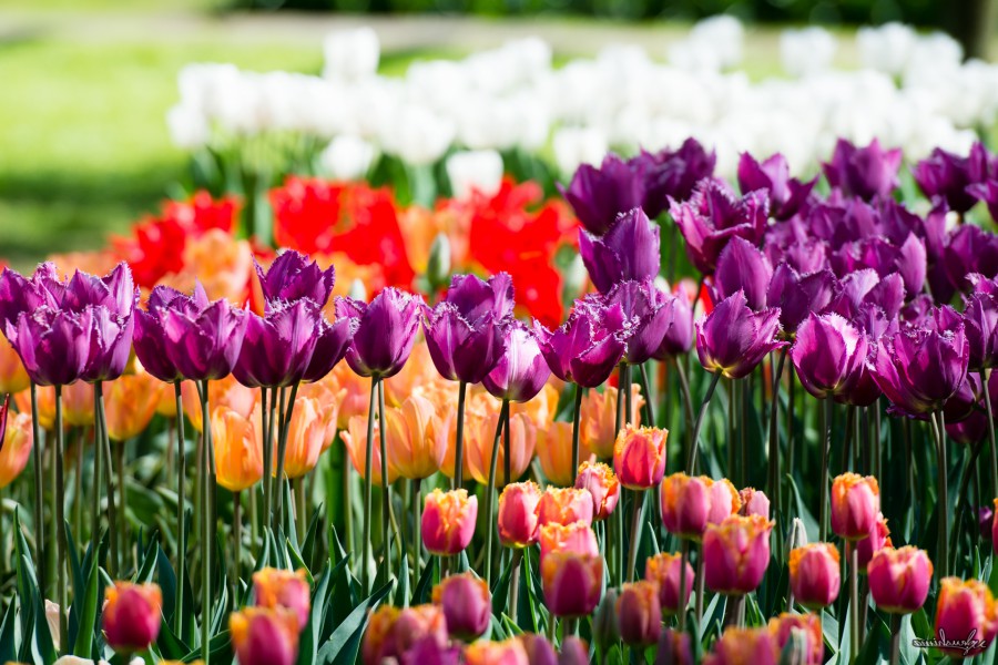 KEUKENHOF ＠HOLLAND