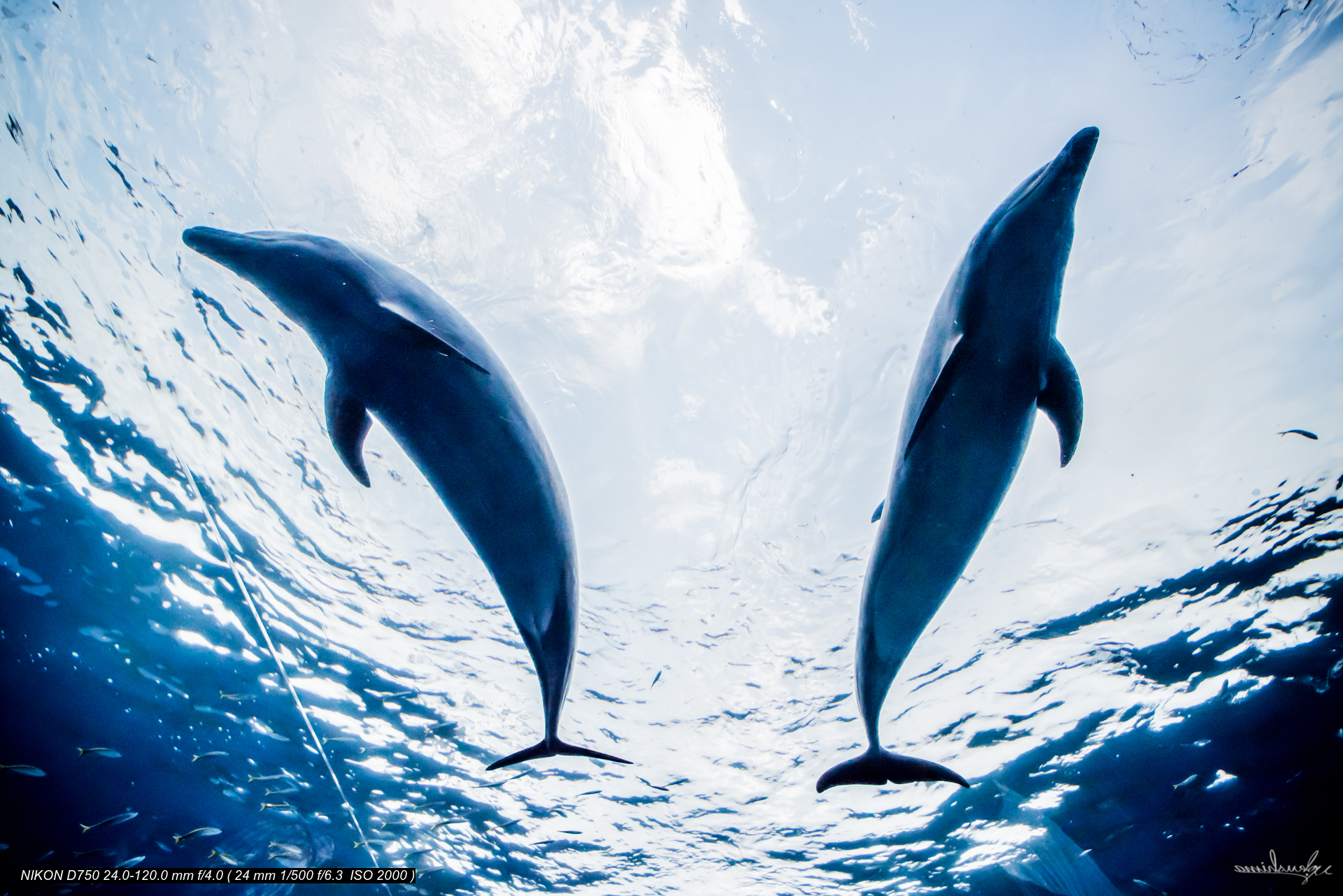 DOLPHINS