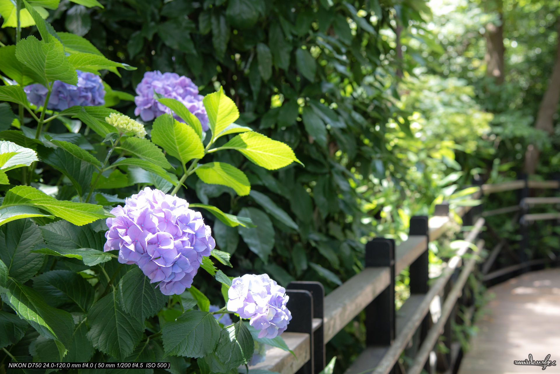 HYDRANGEA MACROPHYLLA (AJISAI) #2