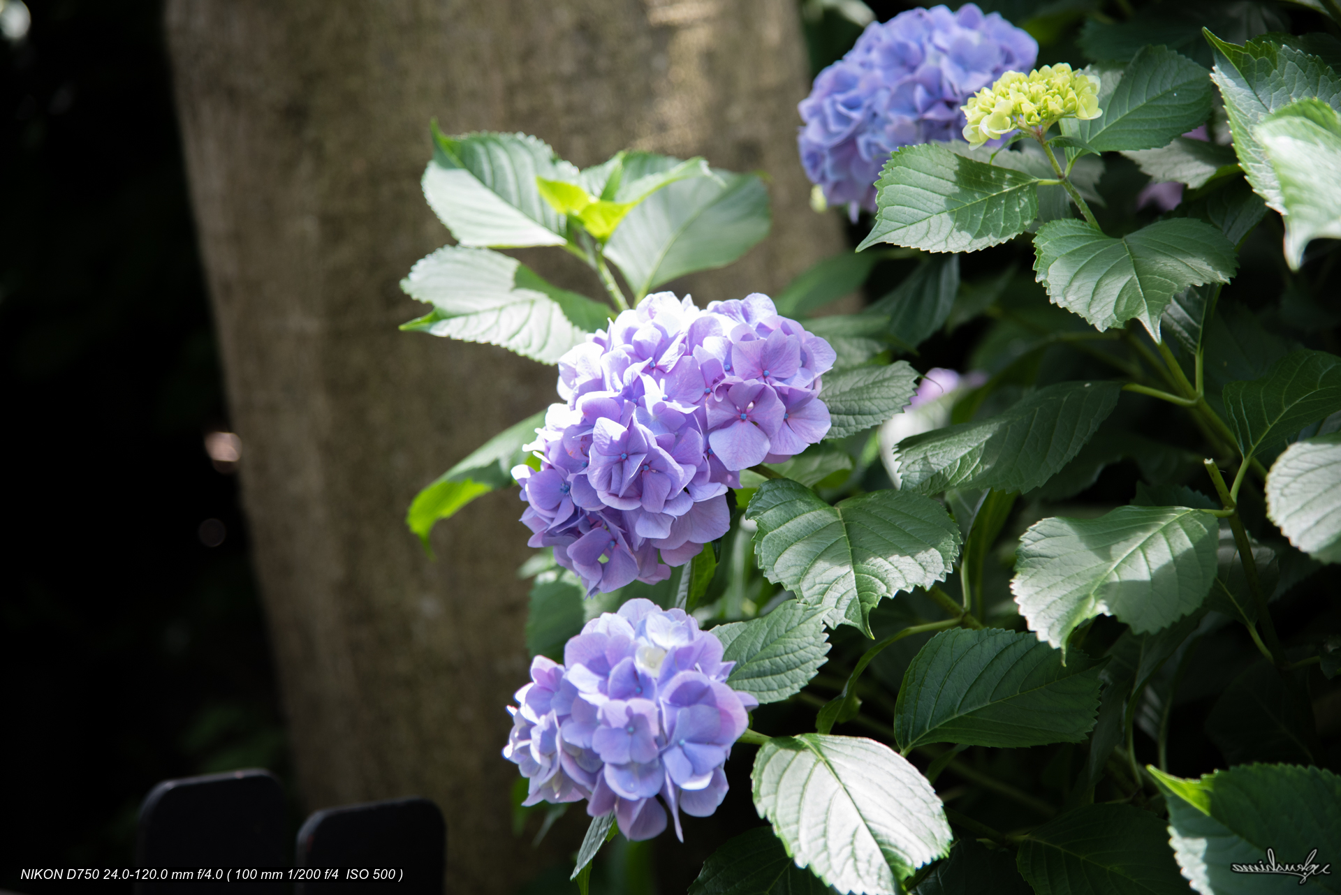 HYDRANGEA MACROPHYLLA (AJISAI)