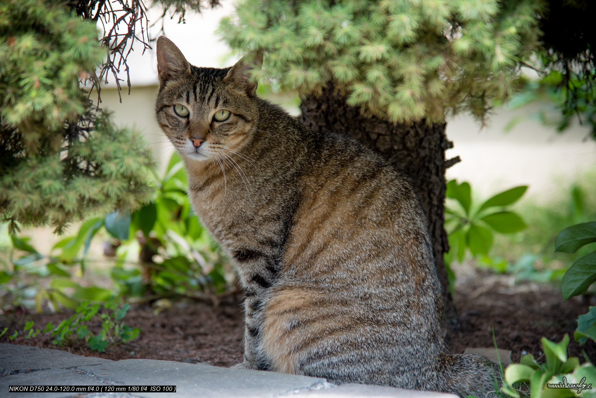 FERAL CAT