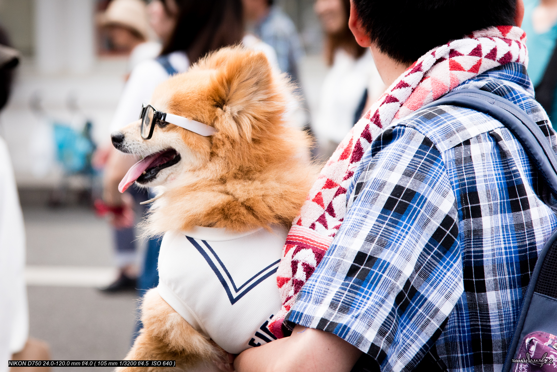 GLASSES WEARING DOG