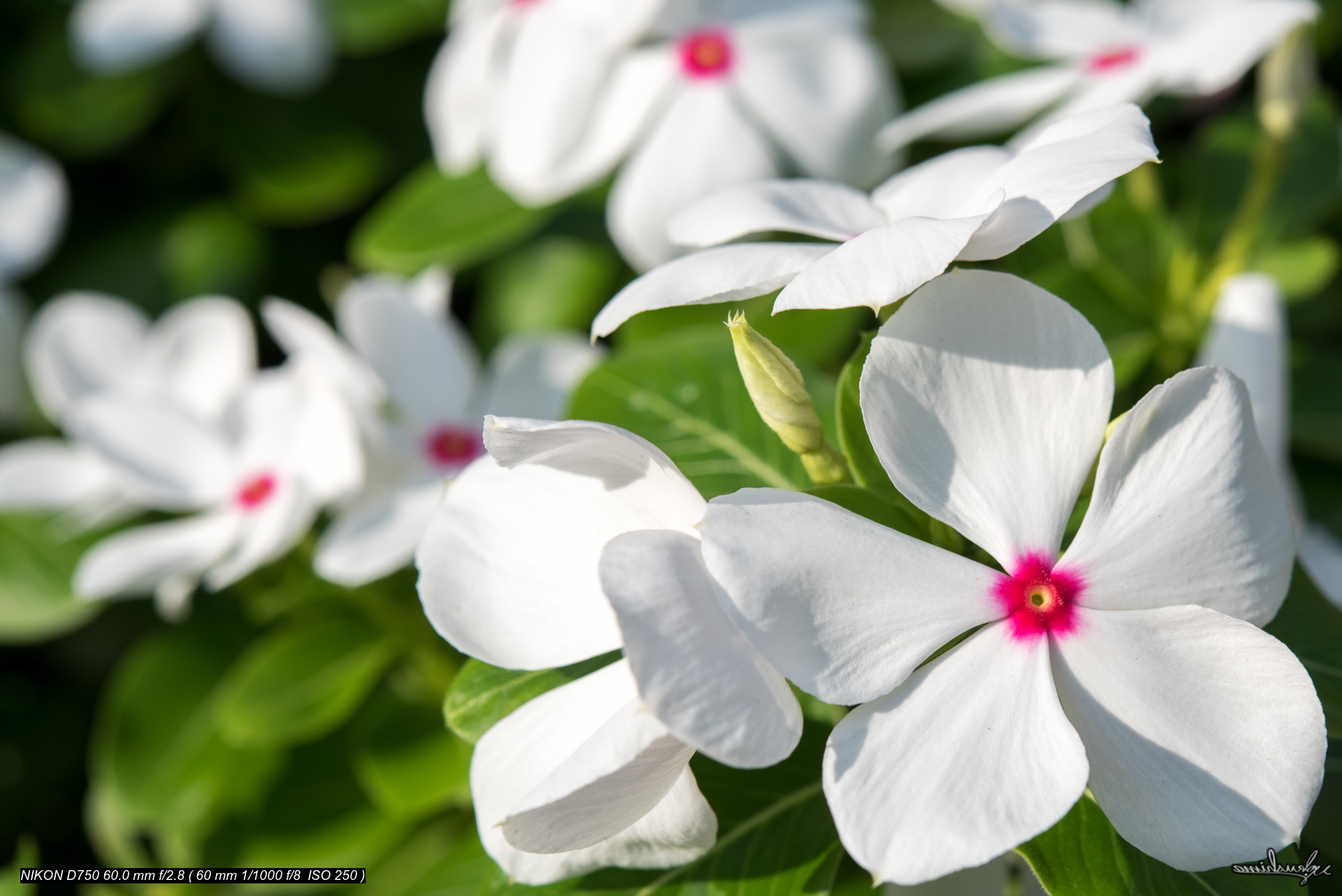 CATHARANTHUS ROSEUS