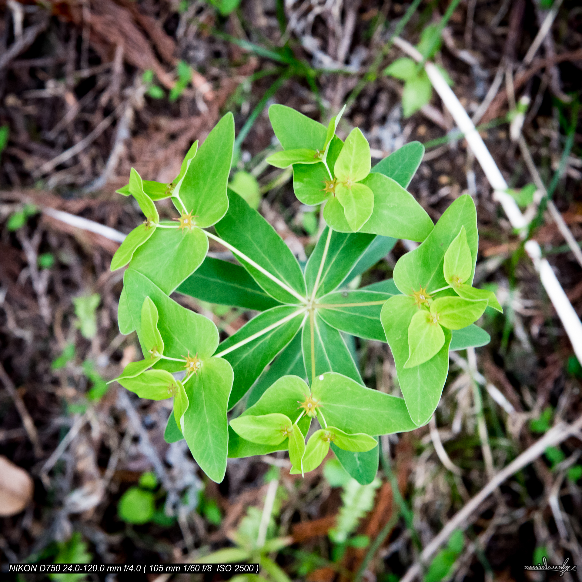 CIRCLE OF LEAVES