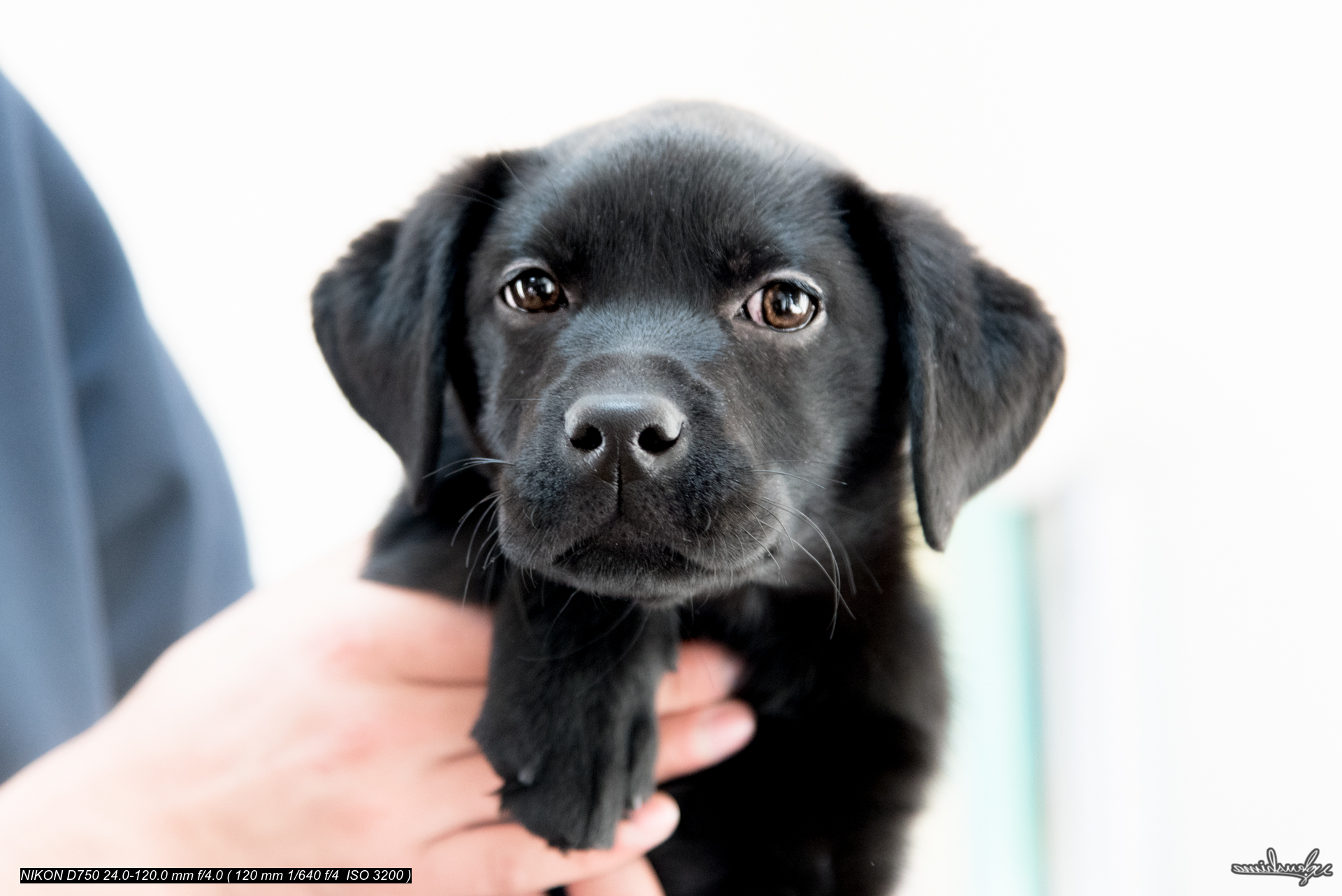 LABRADOR RETRIEVER