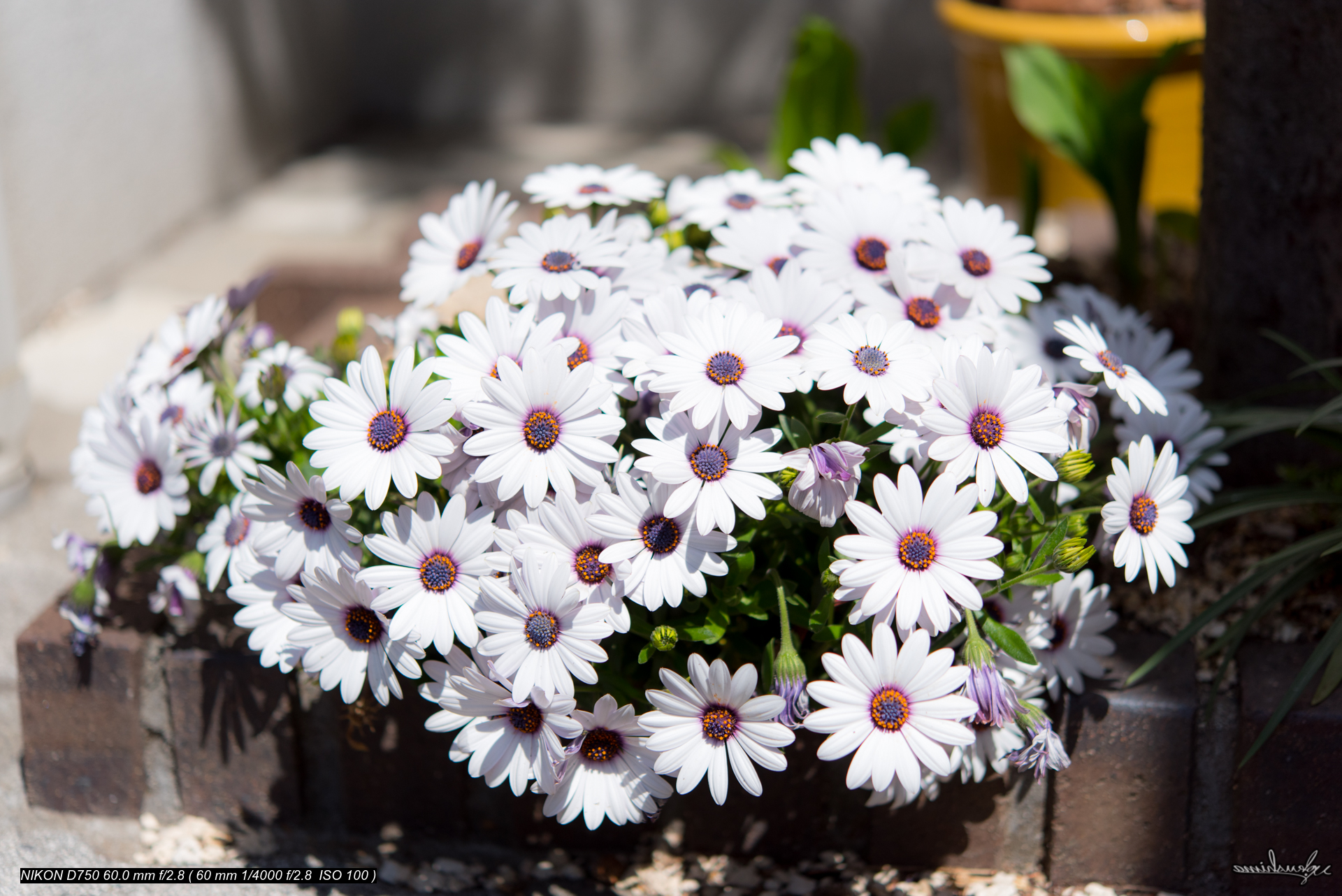 OSTEOSPERMUM