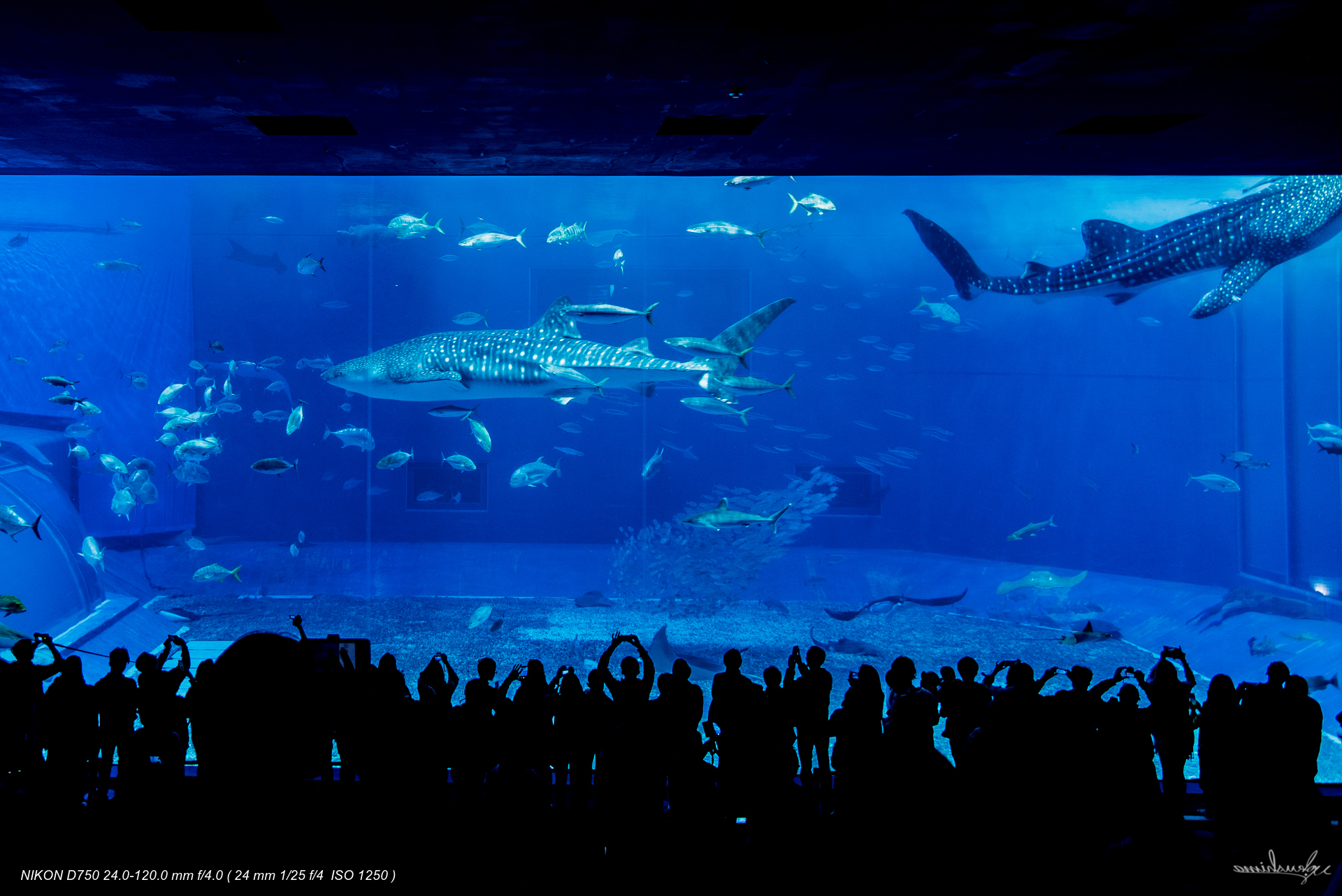 OKINAWA CHURAUMI AQUARIUM