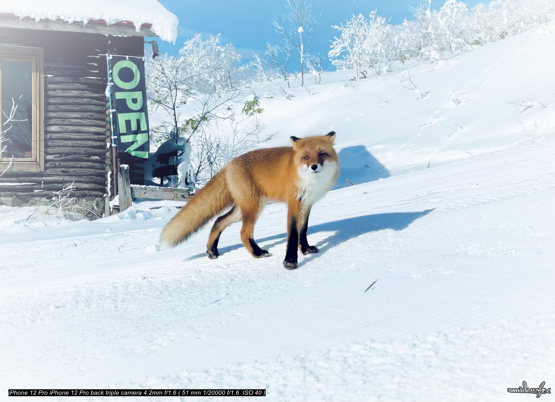 FOX@PIYASIRI NAYORO SNOW PARK