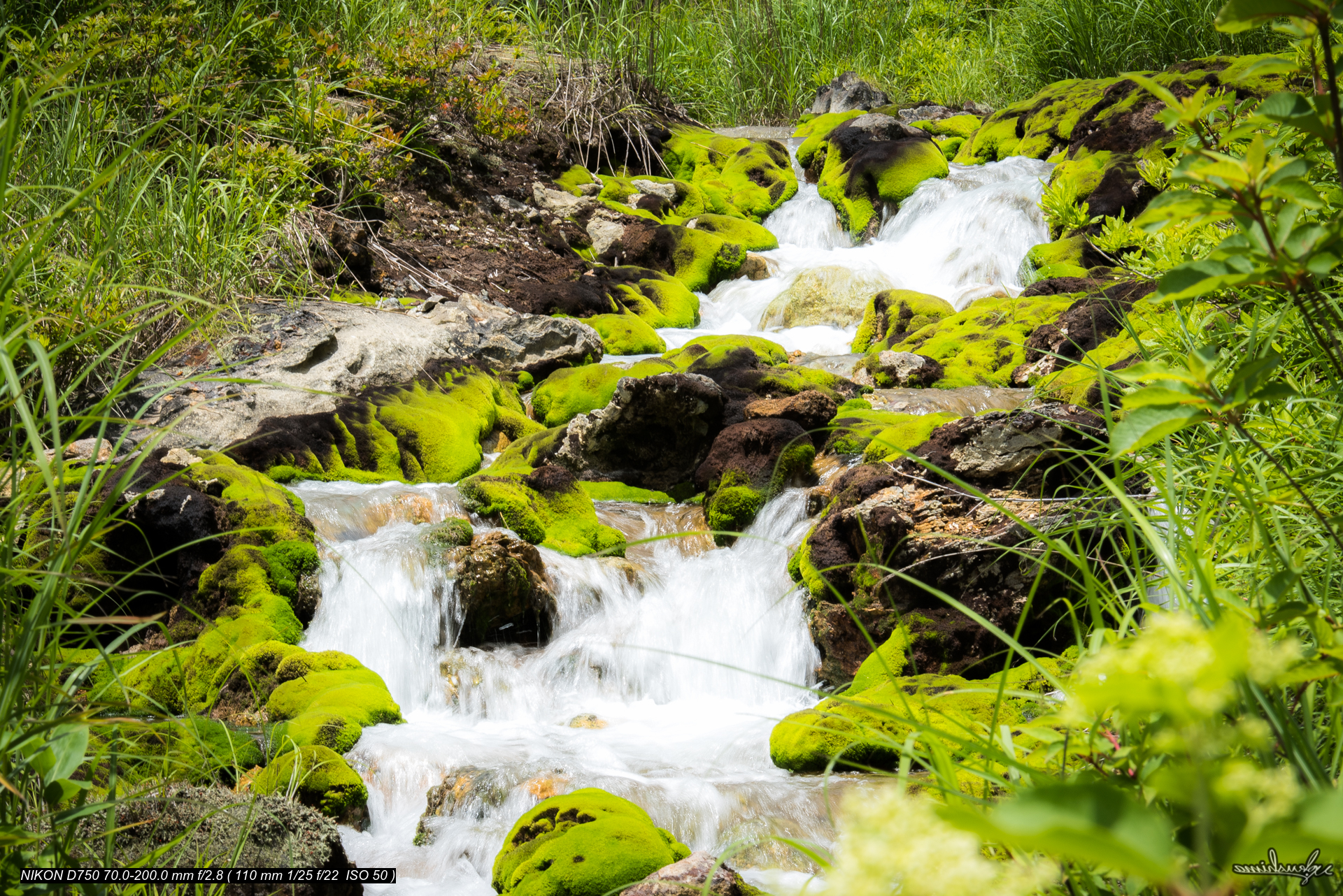 CHATSUBOMI MOSS PARK