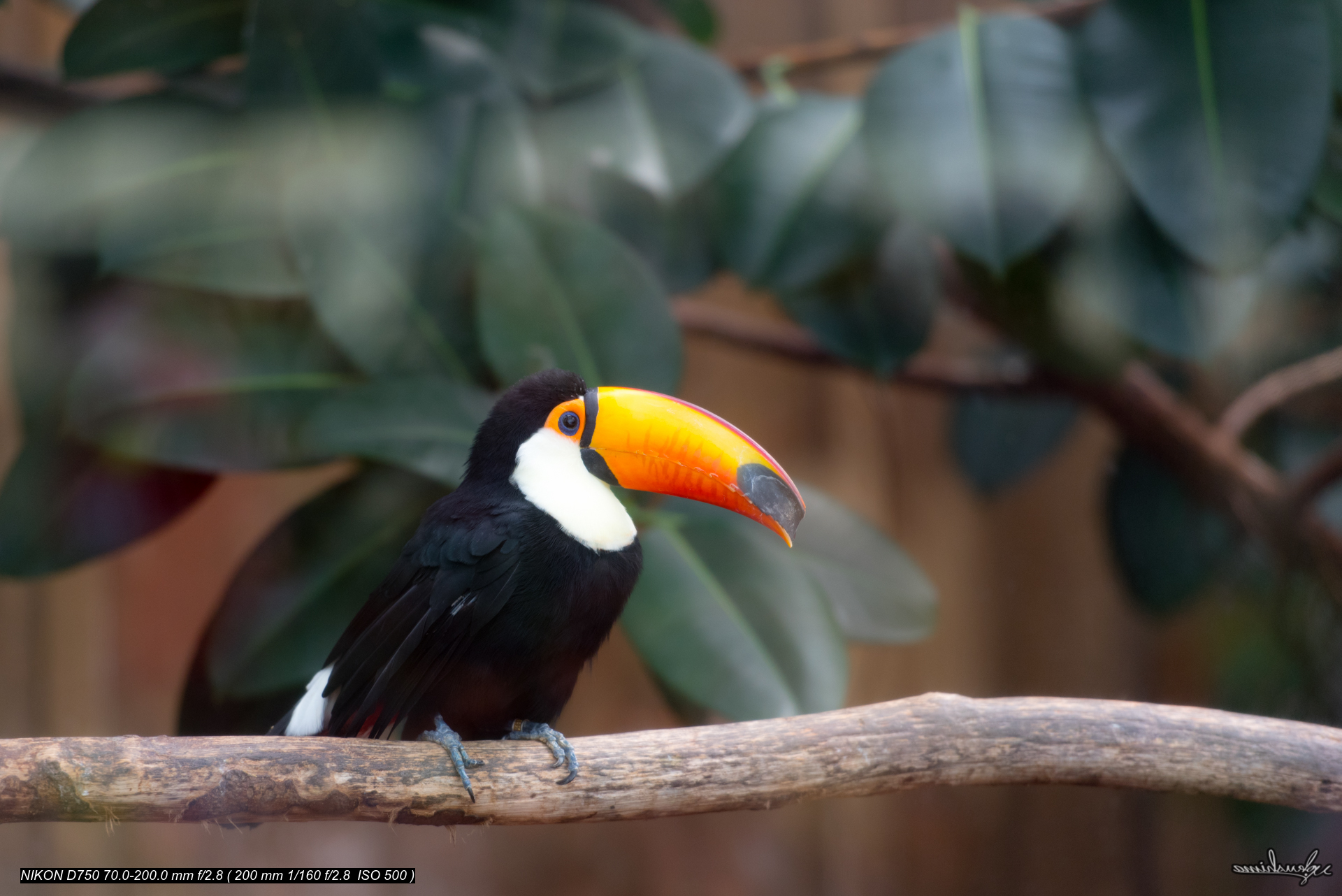 TOCO TOUCAN