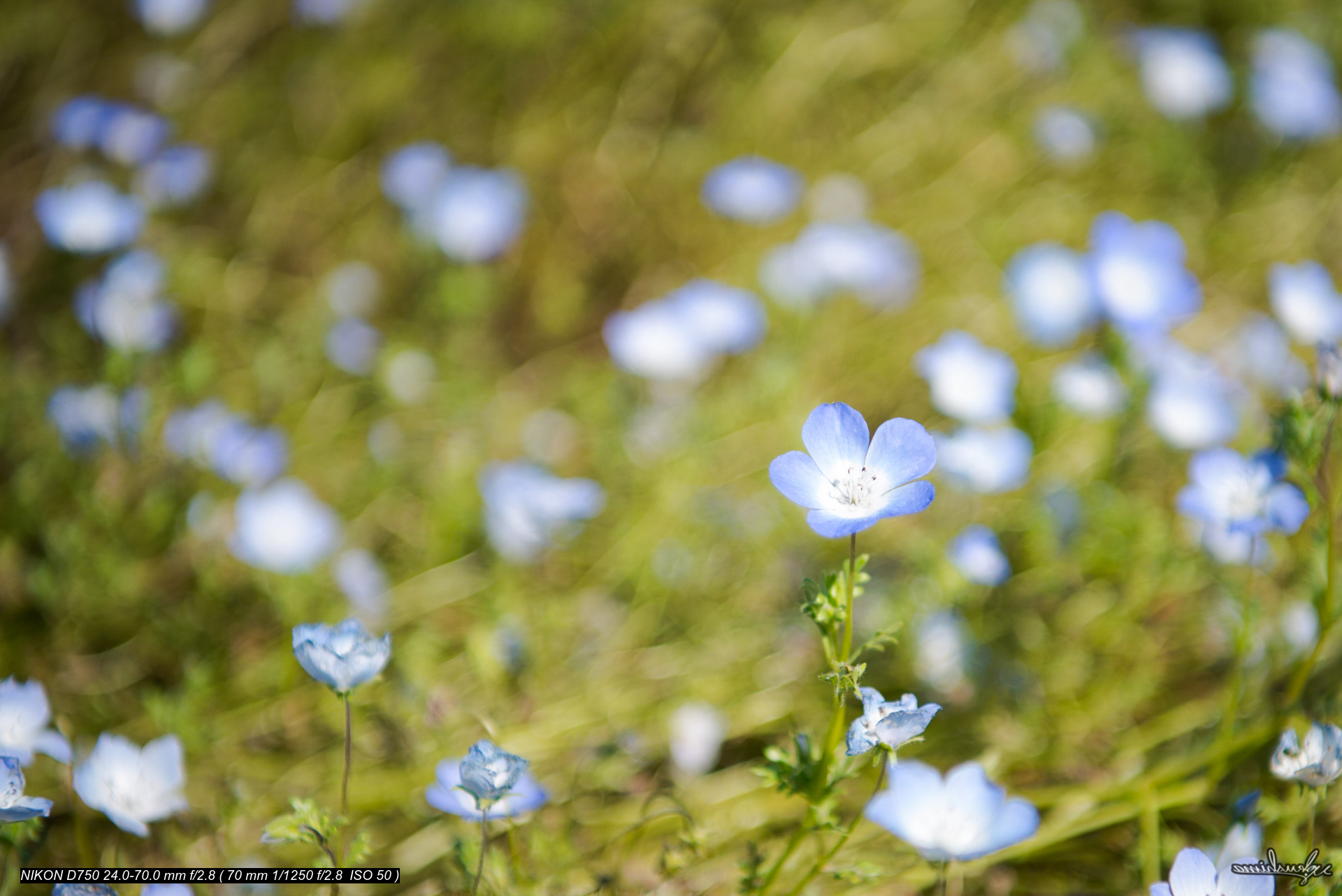 NEMOPHILA @HITACHI SEA SIDE PARK